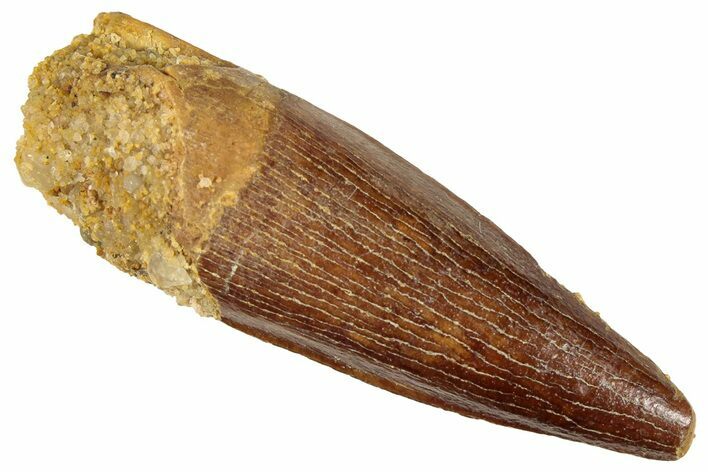 Juvenile Fossil Spinosaurus Tooth - Real Dinosaur Tooth #296908